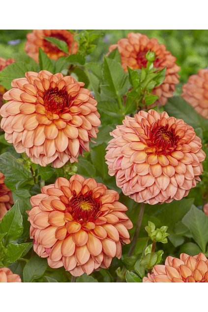 Jiżina CHAPEAU BAS