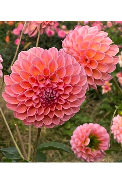 Jiżina LINDA'S BABY