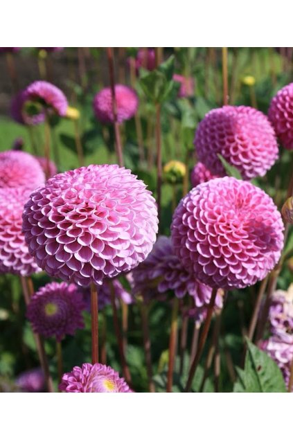 Jiżina Franz Kafka 0