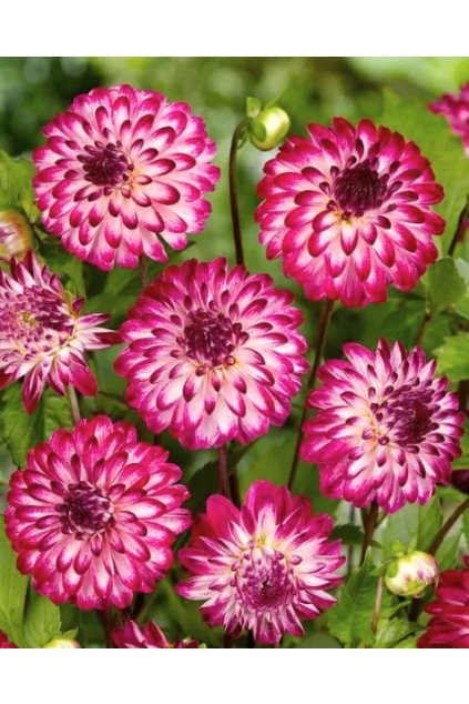 Jiżina Little Robert