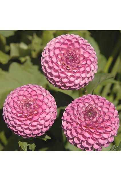 Jiżina ZIPPITY DO DA1