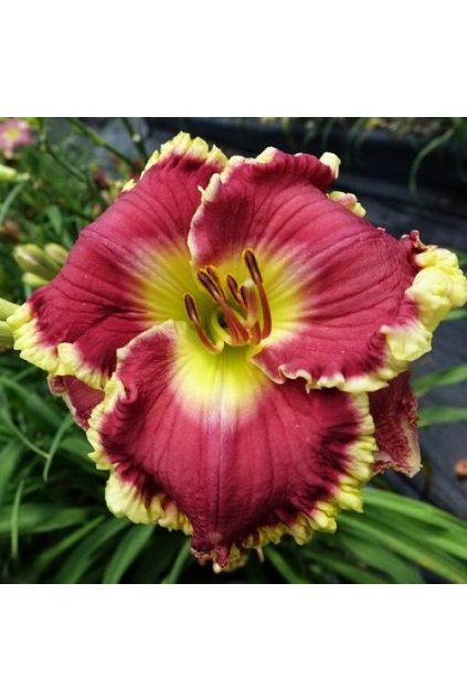 Denivka Cape Breton2