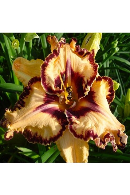 Denivka LEDGEWOOD'S BORN FREE