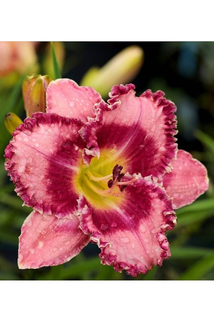 Denivka Parrot Tattoo