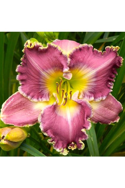 Denivka Ring The Bells Of Heaven