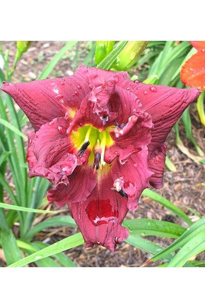 Denivka TOPGUNS DOUBLE WINEMEISTER