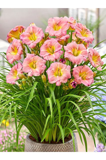 Denivka PITOYA ICEFALL