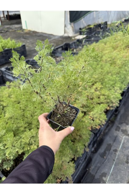 Pelyněk cola - Artemisia abrotanum Cola