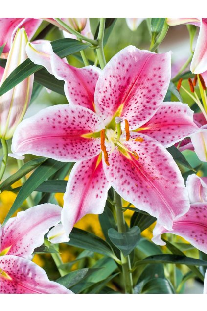 Lilia orientalna Stargazer