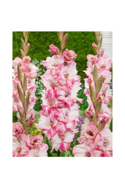 Mečík Cherry Candy