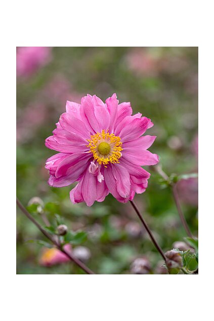 bressingham glow anemone 73250 1