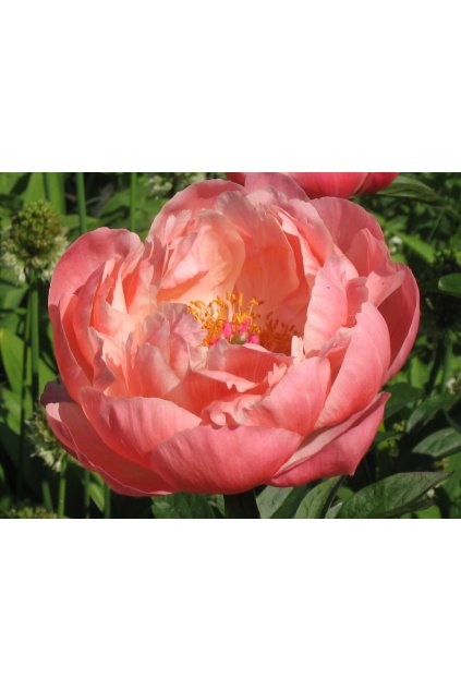 Paeonie coral supreme