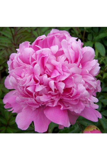 Paeonia MONSINEUR