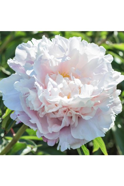 Paeonia Gardenia