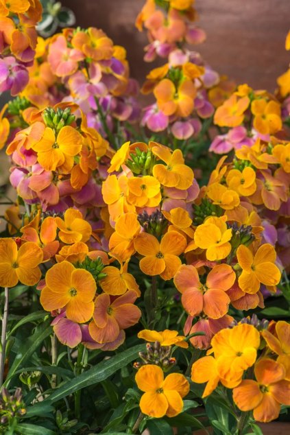 Erysimum linifolium Spring Breeze Sunset 42578 C 1