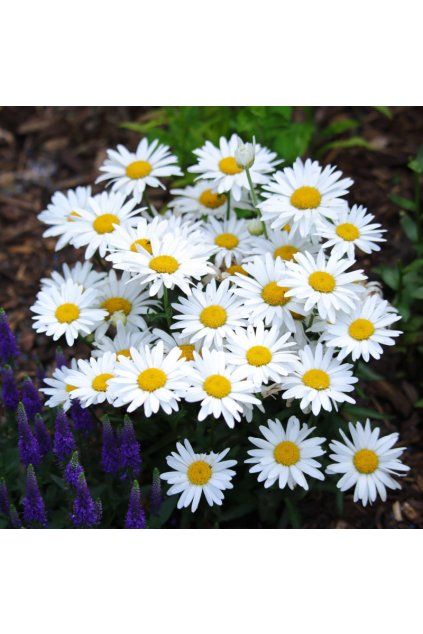 Leucanthemum maximum White Lion F1 36314