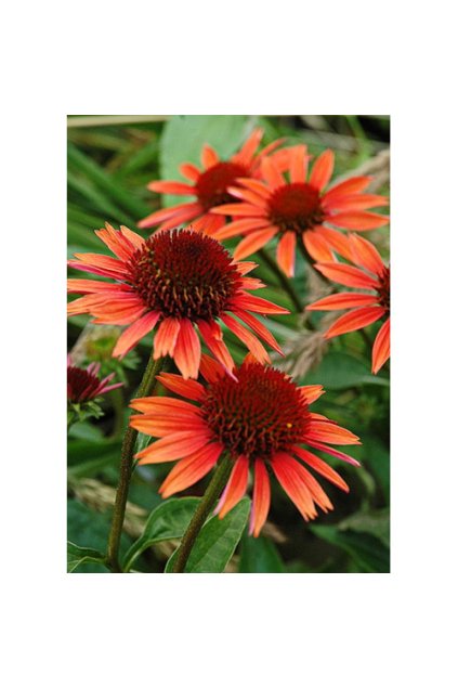 Echinacea purpurea ORANGE RED 1