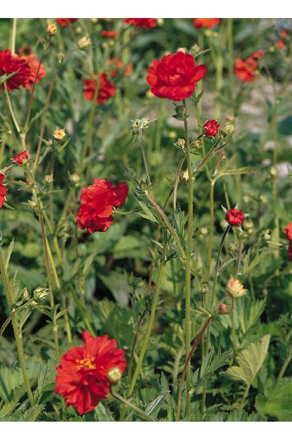 Geum chi. Feuerball1