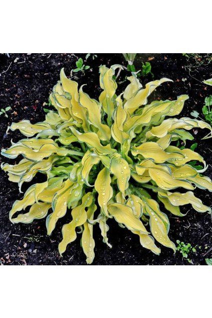 Hosta RIPPLE EFFECT