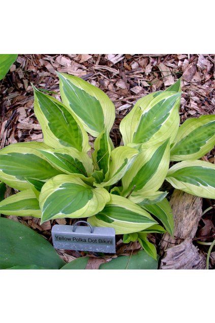 Hosta YELLOW POLKA DOT BIKINI