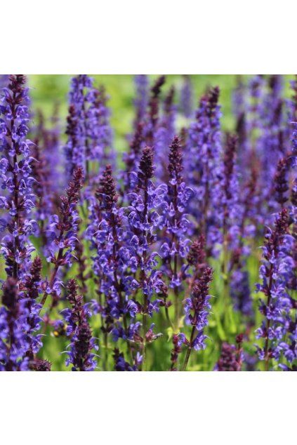salvia nemorosa bazuin dark night
