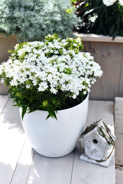 80422 Phlox Early®White 21195