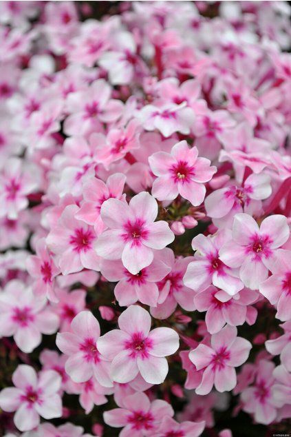 early pink phlox paniculata 76343 1