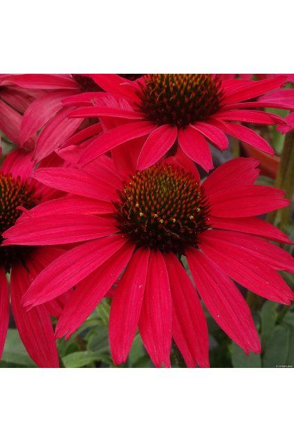 glowing dream echinacea hybrida 79285 1