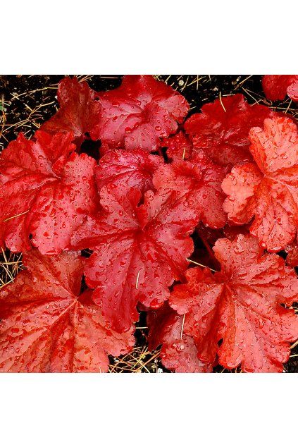 fire alarm heuchera 73795 1