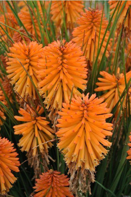 poco orange kniphofia hybrida 75040 1