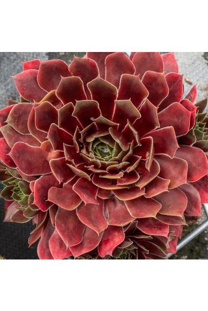 bigsam ruby star imp sempervivum hybrida 76113 1