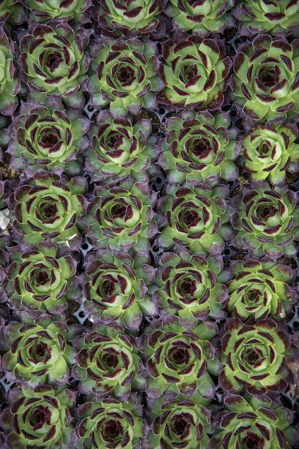 taurus sempervivum hybrida 79582 1