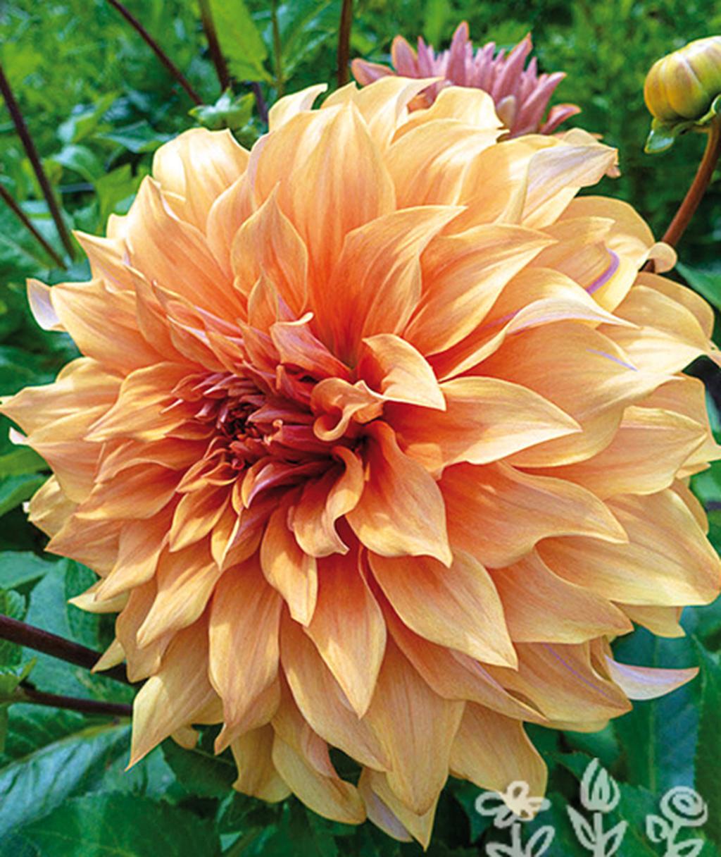 Jiřina GREAT HERCULES dahlia Lukon Glads s.r.o.