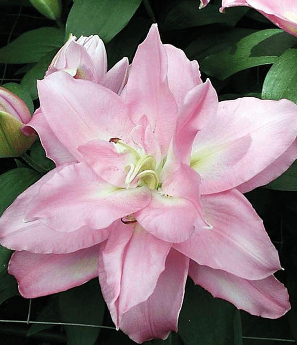 Lilie Roselily EDITHA - Lukon Glads s.r.o.