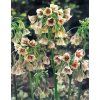 Bulgaricum