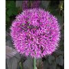 Allium PURPLE SENSATION - okrasný česnek