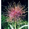 Allium schubertii - okrasný česnek