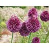 Allium sphaerocephalon - okrasný česnek