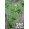 Allium vineale HAIR - okrasný česnek