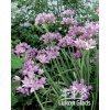Allium unifolium - skalkový česnek