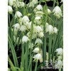 Bledule Leucojum aestivum GRAVETYE GIANT - bledule letní