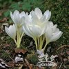 Colchicum autumnale album - ocún, naháček