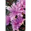 Colchicum WATERLILY - ocún, naháček