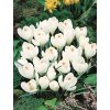 Crocus JEANNE D'ARC