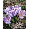 Crocus PICKWICK - šafrán, krokus