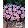 Crocus sieberi FIREFLY - šafrán, krokus