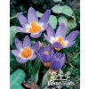 Crocus sieberi TRICOLOR - šafrán, krokus