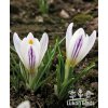 Crocus versicolor PICTURATUS - šafrán, krokus