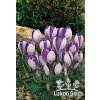 Crocus YALTA - šafrán, krokus