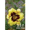Denivka EL DESPERADO - hemerocallis